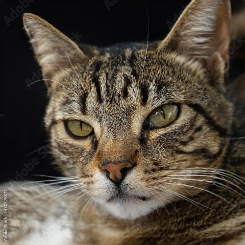 portrait of a nice cat