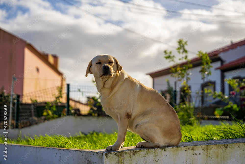 Labrador siedzący na murku, w tle domy mieszkalne. - obrazy, fototapety, plakaty 