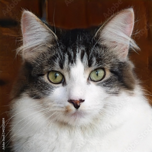 portrait of a nice cat