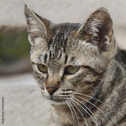 portrait of a nice cat