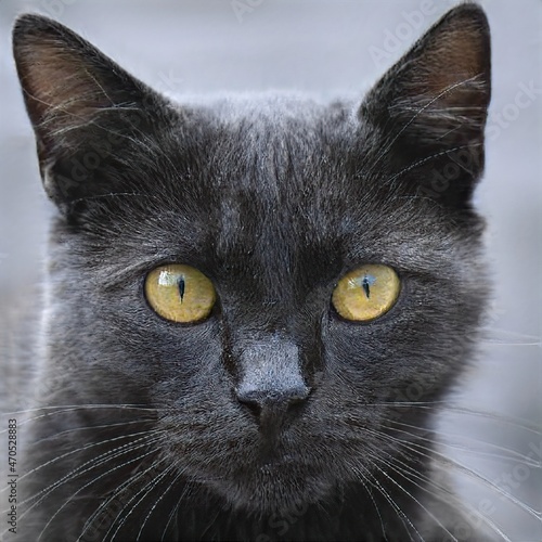 portrait of a nice cat