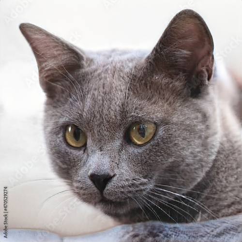 portrait of a nice cat