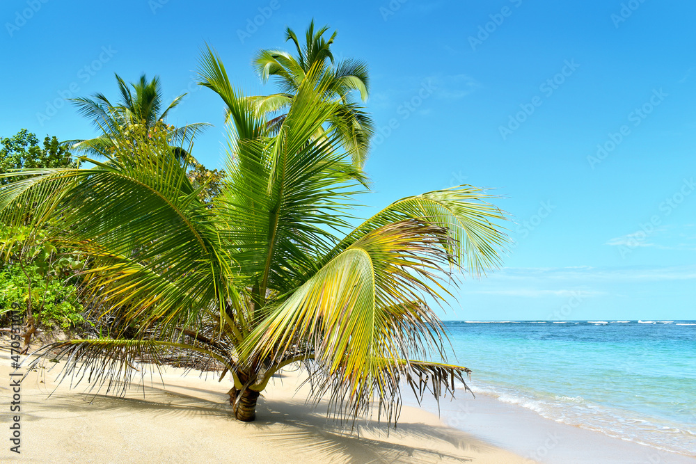 Wild tropical beach with coconut trees and other vegetation, white sand beach, Caribbean Sea, Panama