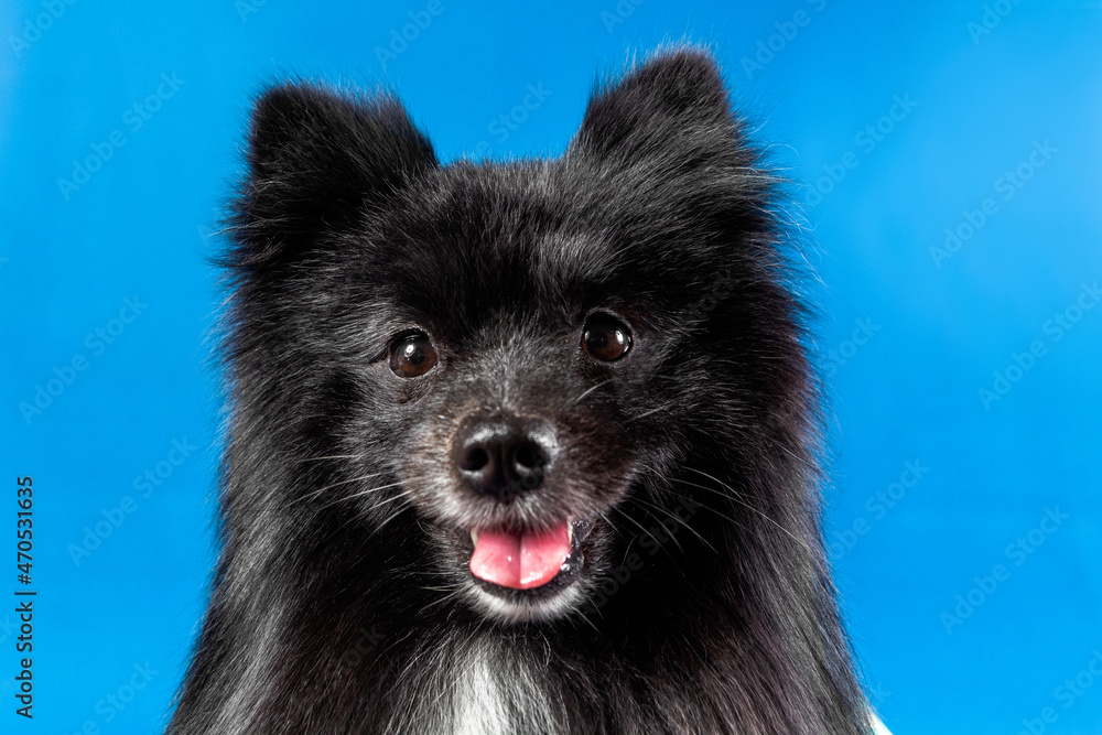 Stylish black dog in blue background. Funny pet portrait. Fashion dog. Home animal looking at the camera with mouth open Stylish black dog in blue background. Funny pet portrait. Fashion dog. Home animal looking at the camera with mouth open