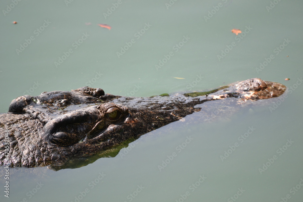 Obraz premium crocodile in a pond, in a park of Thailand