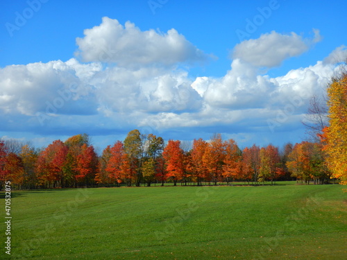 View of brightly coloured background tree line on a sunny autumn day, with green field in front, and blue skies and white clouds above.