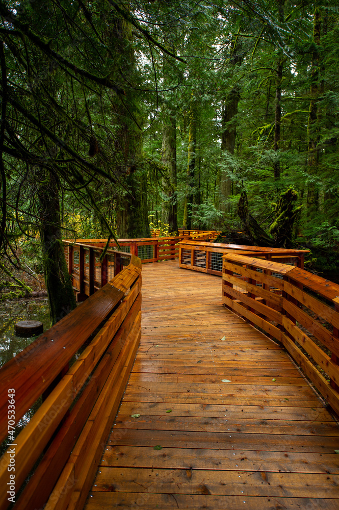 Pathway Trail in MacMillan Provincial Park in Vancouver Island , British Columbia, Canada. The park, also known as Cathedral Grove, is home to a famous, 157 hectare stand of ancient Douglas-fir. Pathway Trail in MacMillan Provincial Park in Vancouver Island , British Columbia, Canada. The park, also known as Cathedral Grove, is home to a famous, 157 hectare stand of ancient Douglas-fir.