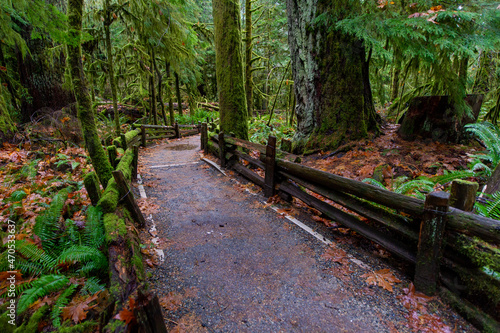 Rainforest in MacMillan Provincial Park in Vancouver Island , British Columbia, Canada. The park, also known as Cathedral Grove, is home to a famous, 157 hectare stand of ancient Douglas-fir. photo