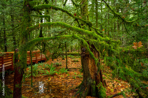 Rainforest in MacMillan Provincial Park in Vancouver Island   British Columbia  Canada. The park  also known as Cathedral Grove  is home to a famous  157 hectare stand of ancient Douglas-fir.