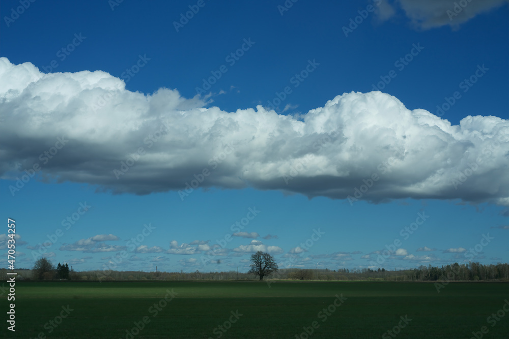 Fototapeta premium Rare roll cloud in the blue sky. Oak in the cereal field in the spring.