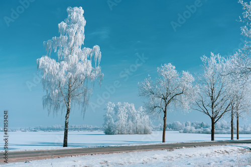 Fotografie, Obraz Silver birches with frosted branches on a cold winter day with blue sky in the b