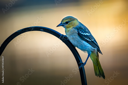 Female Bullock's oriole perched on a fence photo