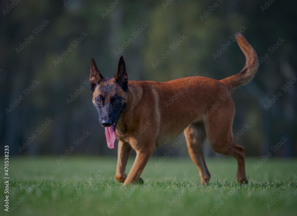 Belgian shepherd malinois dog on the grass Belgian shepherd malinois dog on the grass