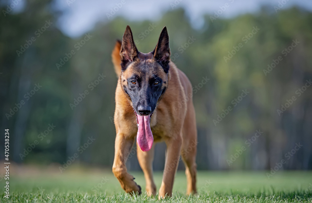 Belgian shepherd malinois dog on the grass