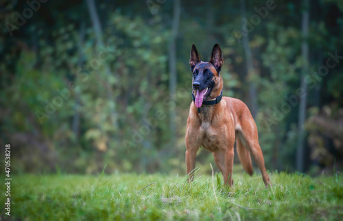Belgian shepherd malinois dog on the forest background