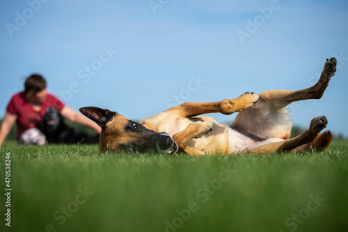 Belgian Malinois shepherd dog playing on the grass with a woman with a black labrador in the background