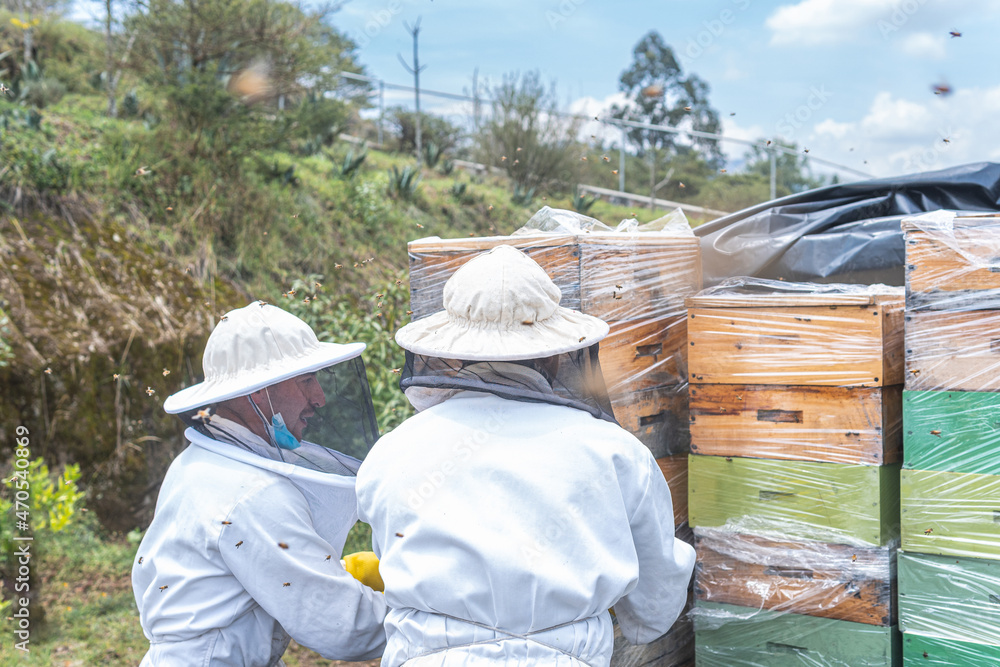 Two beekeepers arrange honeycombs in a vehicle Two beekeepers arrange honeycombs in a vehicle