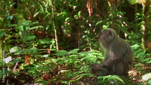 Yakushima macaque monkeys in the forest on a summers day, Kagoshima Japan photo