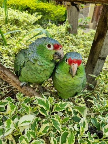 Parrots in love