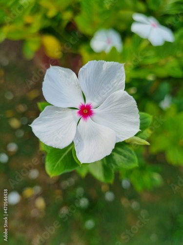 White flower