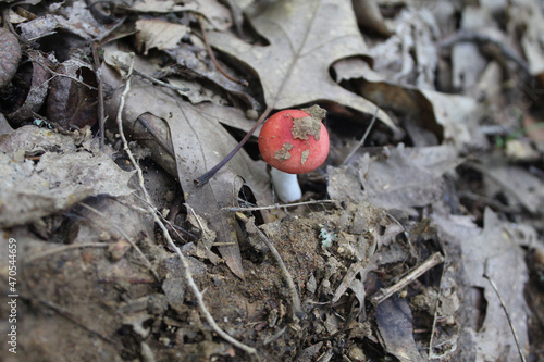 Closeup of a sickener mushroom among oak leaves at Smithgall Woods State Park in Georgia photo