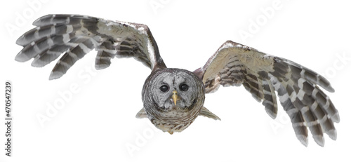 Vászonkép Barred owl - Strix varia -  flying towards camera, wings up and spread, eyes foc
