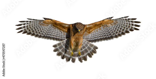 Red shouldered Hawk - Buteo lineatus - wings extended, great detail, perfect lighting showing inside feather, isolated cutout on white background photo