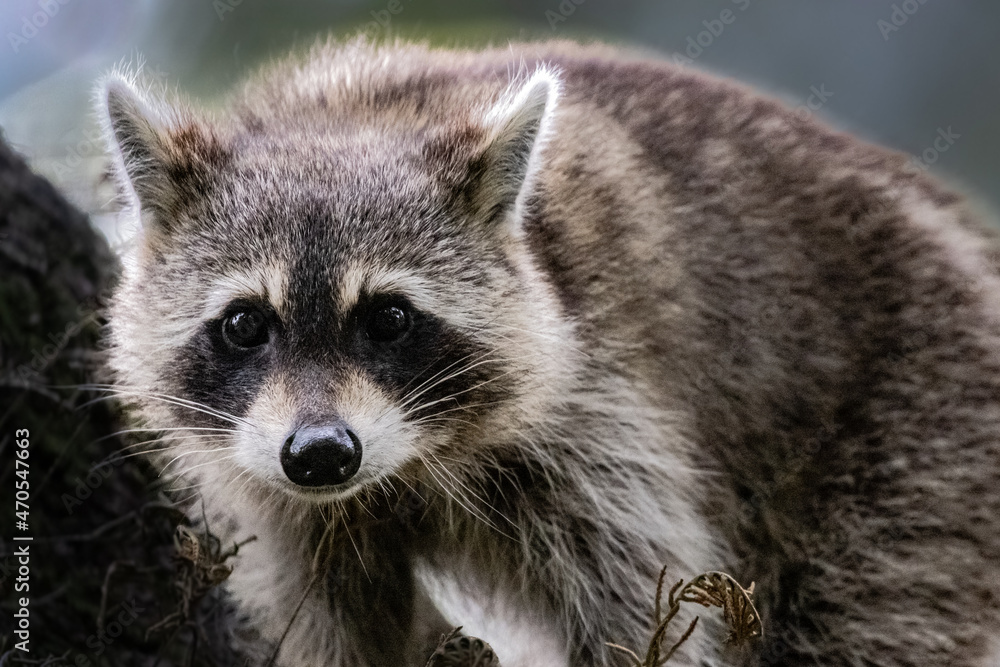 Raccoon Staring at Camera Eye Level in Tree