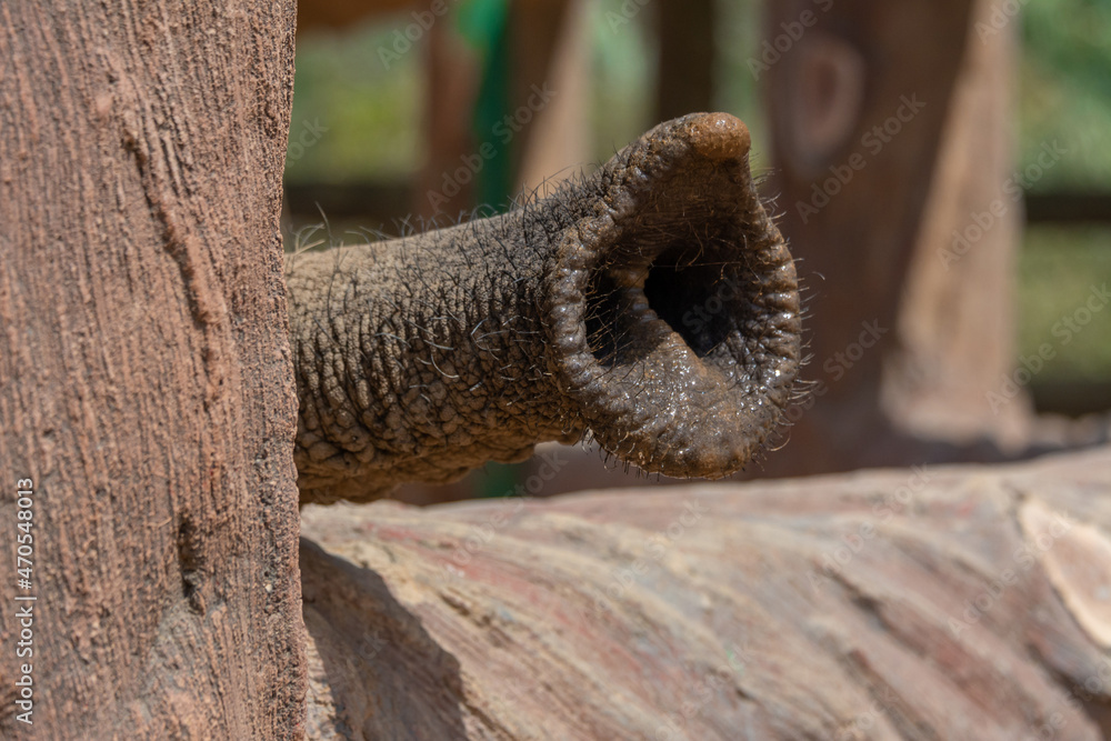 Naklejka premium Elephant