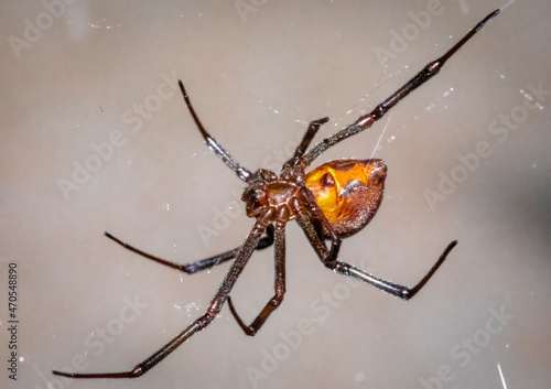 Juvenile Black widow Spider