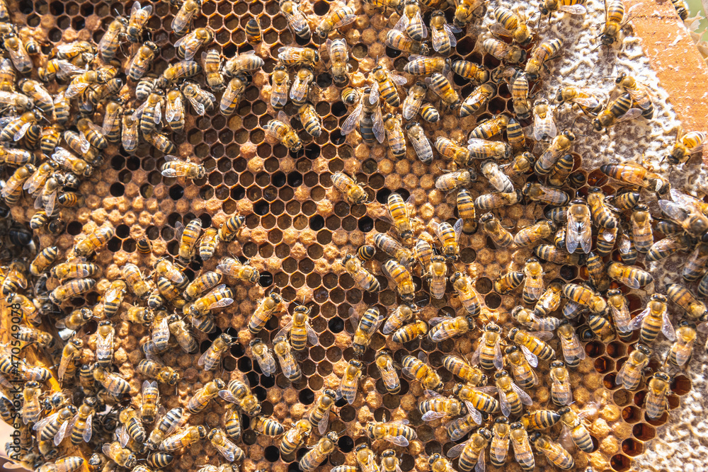 Close-up overhead view of a group of bees working on a honeycomb. Beekeeping concept Close-up overhead view of a group of bees working on a honeycomb. Beekeeping concept