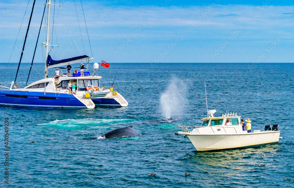 Fototapeta premium Humpback Whale between two small ships Provincetown, Cape Cod, Massachusetts, US
