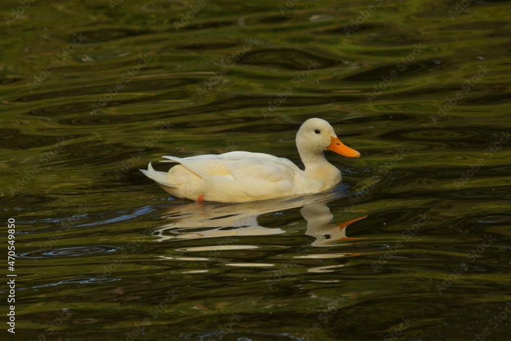 Domestic duck (Anas platyrhynchos f. domestica).