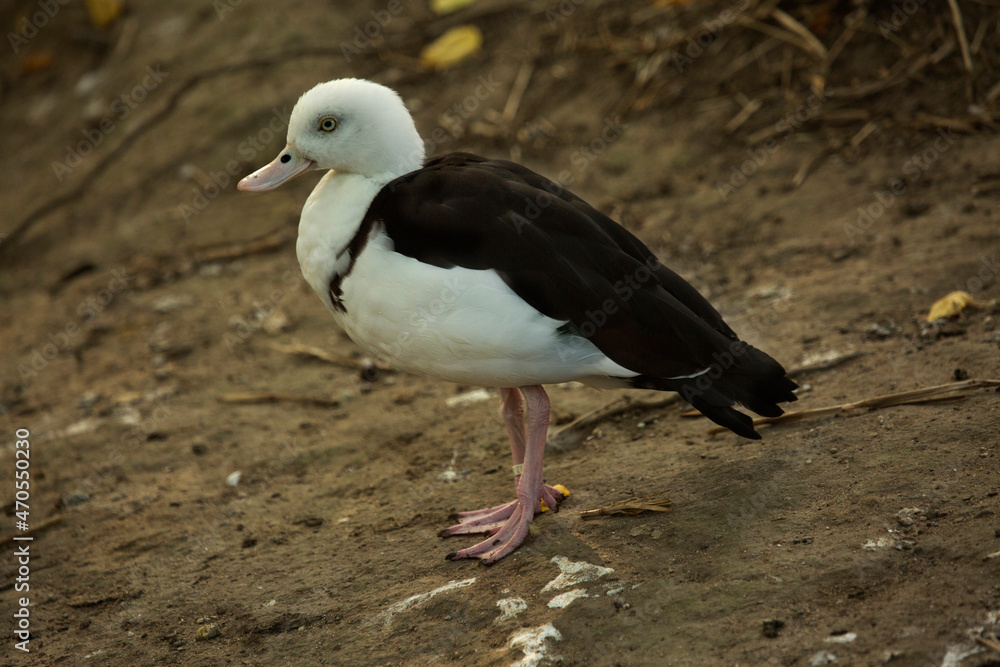 Fototapeta premium The radjah shelduck, raja shelduck, black-backed shelduck, Burdekin duck (Radjah radjah).