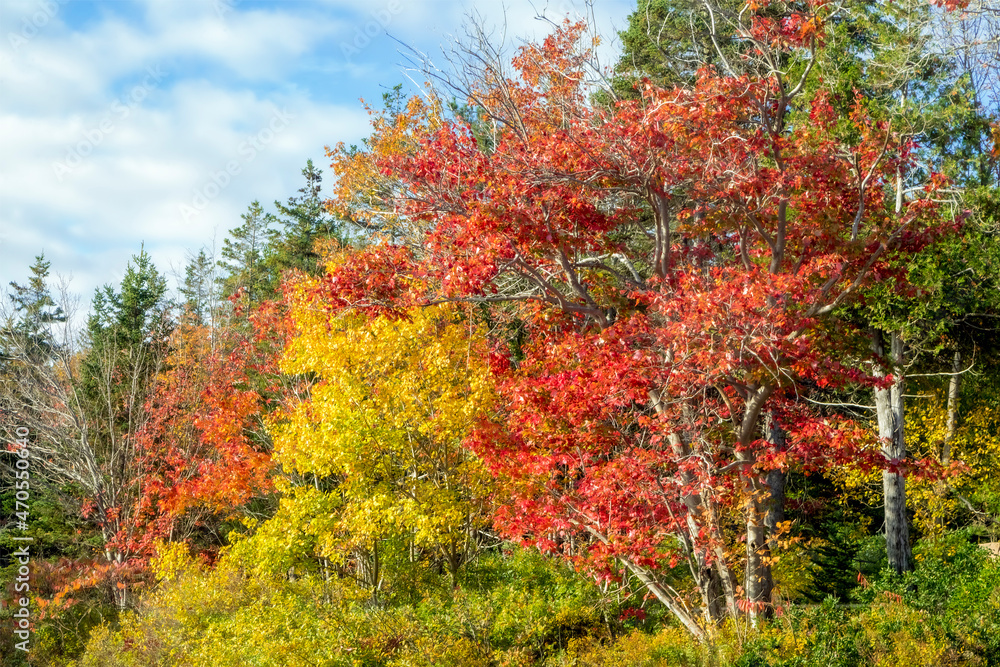 The autumn, New England, landscape of Acadia National Park on Mt. Desert Island, Maine, is decorated by colorful trees displaying beautiful fall leaves.
