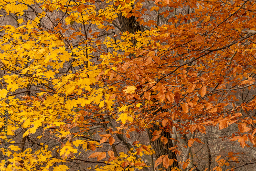 Yellow and brown autumn leaves still on trees on a fall day in Pittsburgh, Pennsylvania, USA Yellow and brown autumn leaves still on trees on a fall day in Pittsburgh, Pennsylvania, USA
