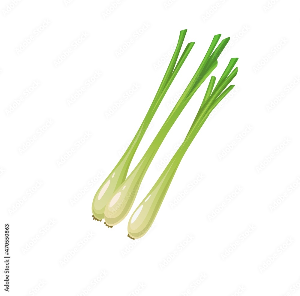 Thai isolated raw lemongrass spice vegetable or lemon grass citronella, vector. Farm market food, cooking seasoning or condiment, natural vegetable or organic veggie for salads Thai isolated raw lemongrass spice vegetable or lemon grass citronella, vector. Farm market food, cooking seasoning or condiment, natural vegetable or organic veggie for salads