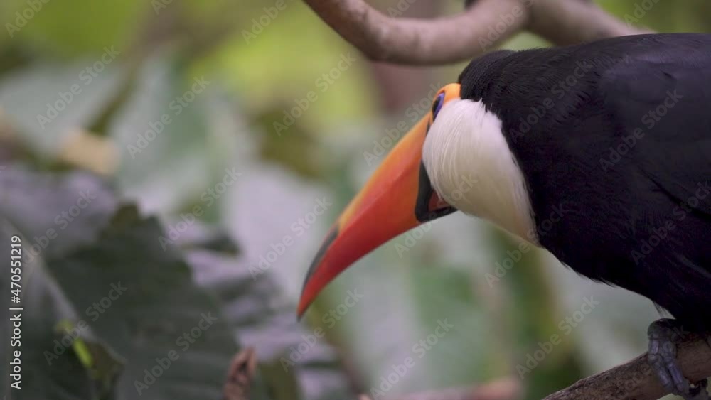 A close up shot of a giant toco toucan; ramphastos toco, with oversized, colorful bill perching on a tree branch in the wild, curiously wonder in the nature during daytime. A close up shot of a giant toco toucan; ramphastos toco, with oversized, colorful bill perching on a tree branch in the wild, curiously wonder in the nature during daytime.