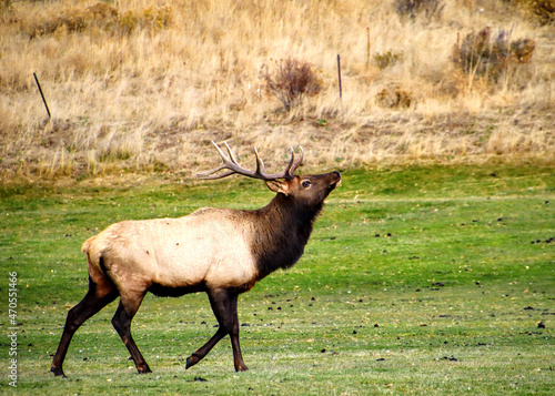 Animals (Elk, Deer, Blue Jay) in Rocky Mountain National Park