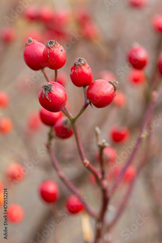 Bright ripe red fruits of rose hip on the .branch of the bush, popular tea ingredient, a source of natural vitamin C. Vertical, selective focus.