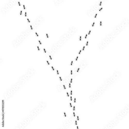 Ants walking in trail searching food. Ant path isolated in white background. Vector illustration