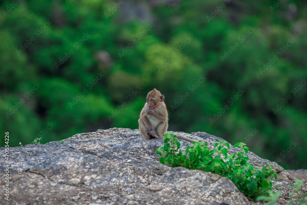 The background of monkeys, monkeys, food lovers, blurred backgrounds, which come from the swiftness of wildlife, often seen in mountains, zoos, or tourist attractions.