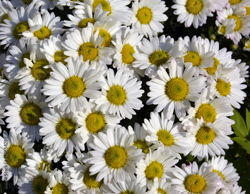field of white chrysanthemum flowers blossoms in sunny day © young