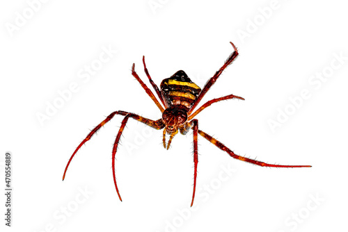 A spider has a combination of brown and orange colors, isolated on white background