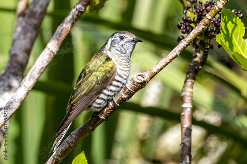 Bronze Shining Cuckoo in New Zealand