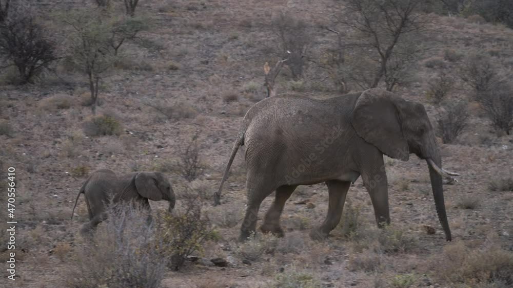 Herd of elephants in a natural park in Kenya Herd of elephants in a natural park in Kenya