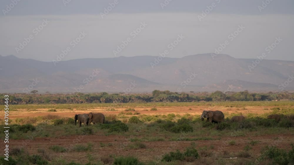 Herd of elephants in a natural park in Kenya Herd of elephants in a natural park in Kenya
