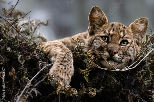 Photography Young Bobcat Kitten in Tree Eyes Open
