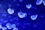 Maritimer Hintergrund: Blaue Quallen in einem Aquarium
