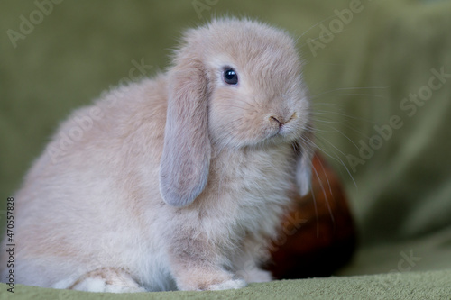 Close up of a lop bunny